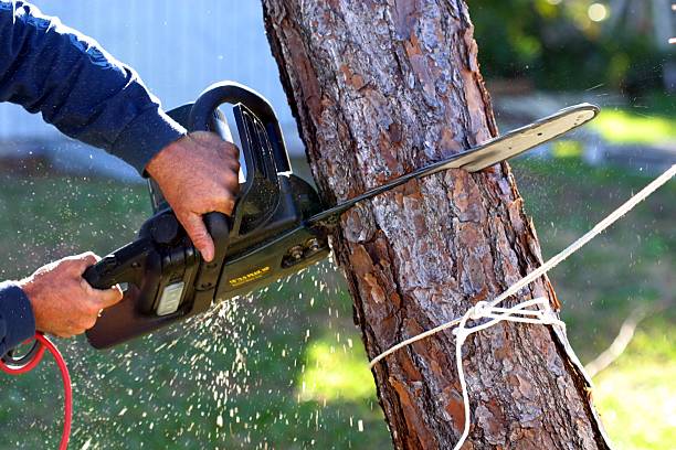 Leaf Removal in Lake Grove, NY