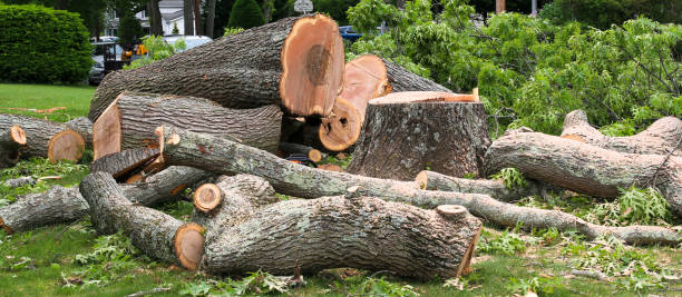 How Our Tree Care Process Works  in  Lake Grove, NY