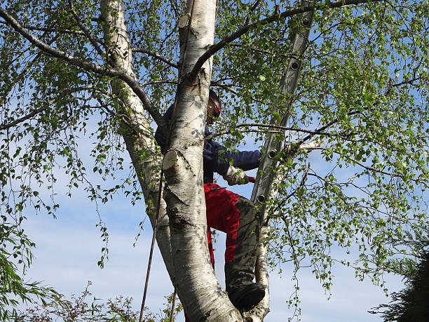 Best Storm Damage Tree Cleanup  in Lake Grove, NY